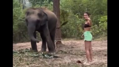 Elephant Attack: चारा घालणाऱ्या महिलेवर हत्तीचा हल्ला (Watch Video)